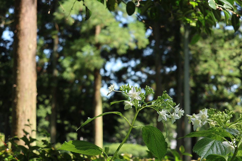 500px.comのgri griさんによる京都三室戸寺あじさい園