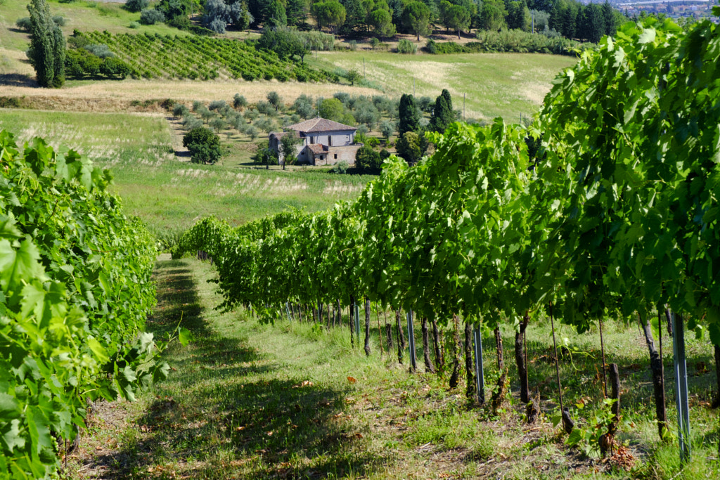 Landscape in Romagna at summer: vineyards by Claudio G. Colombo on 500px.com