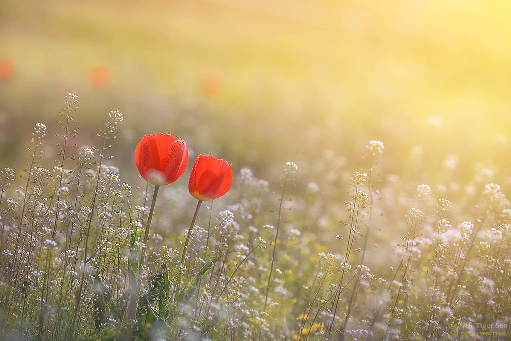 I'll give you everything. by Tiger Seo on 500px.com