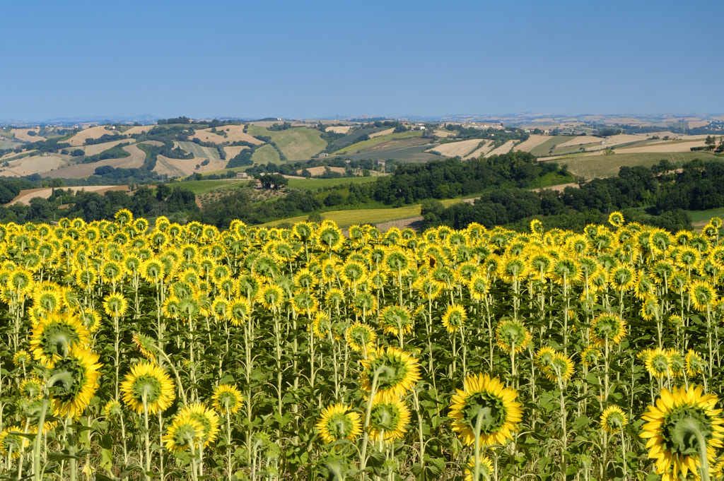 Summer landscape in Marches near Fossombrone by Claudio G. Colombo on 500px.com