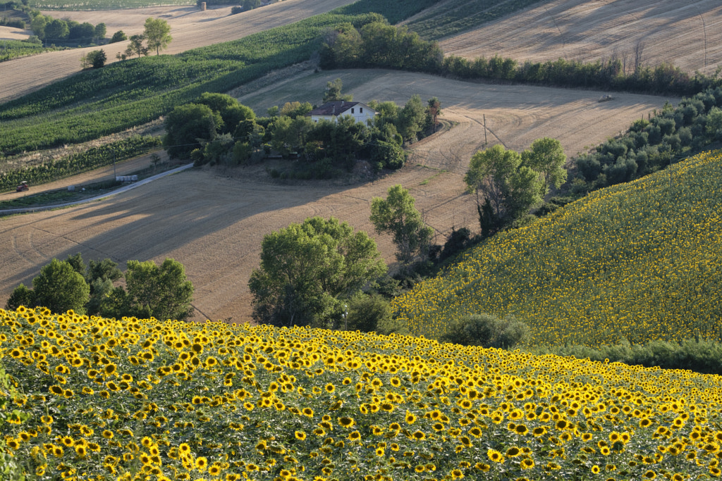 Summer landscape in Marches near Corinaldo by Claudio G. Colombo on 500px.com
