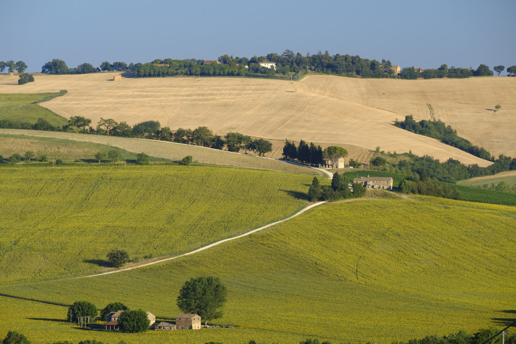 Summer landscape in Marches (Italy) near Filottrano by Claudio G. Colombo on 500px.com