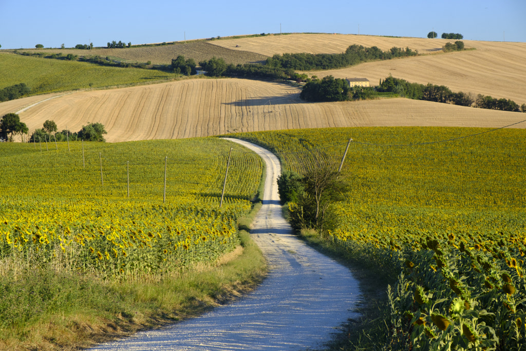 Summer landscape in Marches (Italy) near Filottrano by Claudio G. Colombo on 500px.com