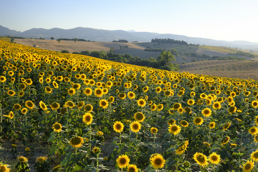 Summer landscape in Marches (Italy) near Filottrano by Claudio G. Colombo on 500px.com