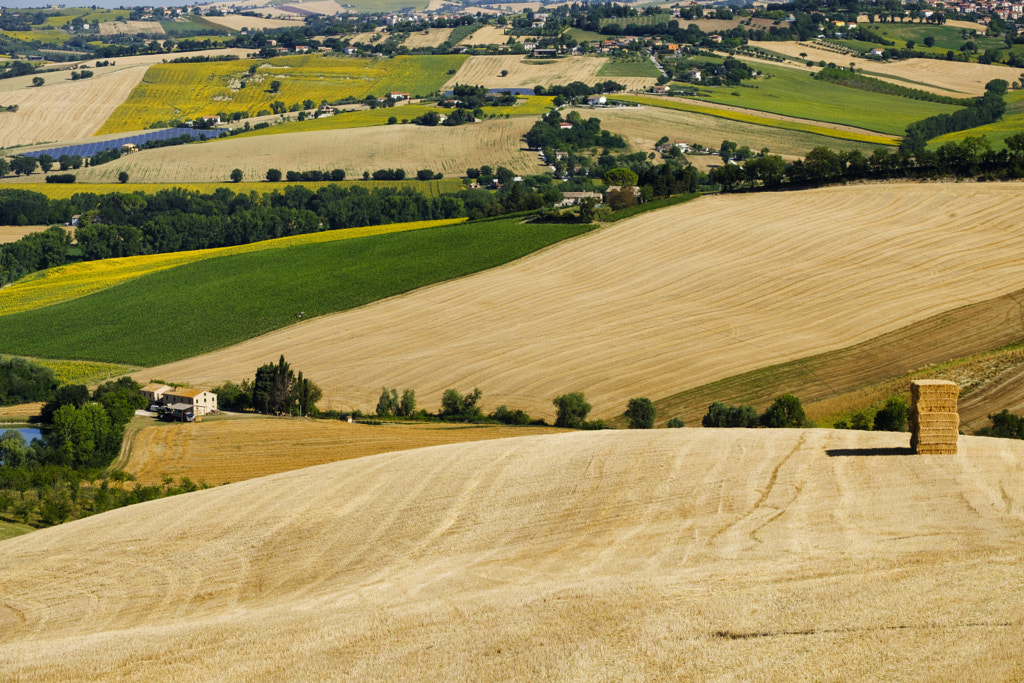 Summer landscape in Marches (Italy) near Filottrano by Claudio G. Colombo on 500px.com