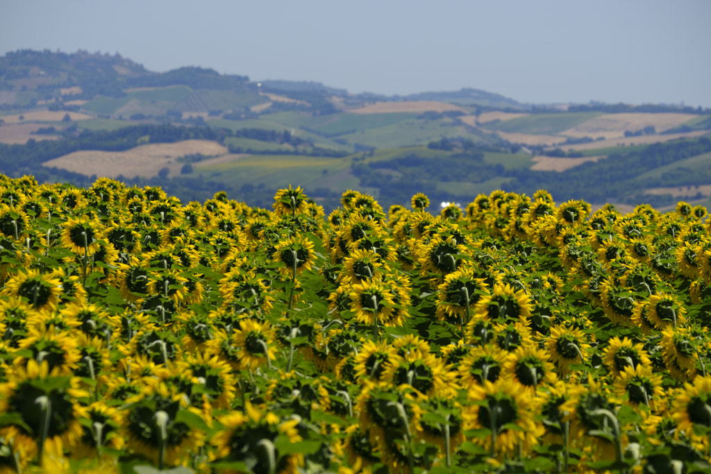 Summer landscape in Marches (Italy) near Appignano by Claudio G. Colombo on 500px.com