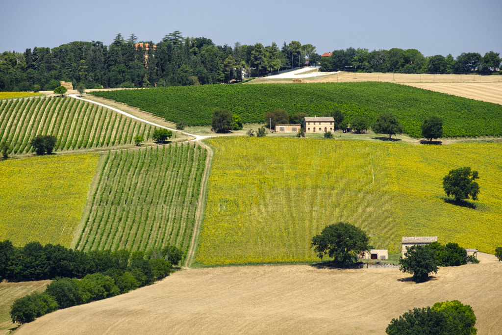 Summer landscape in Marches (Italy) near Appignano by Claudio G. Colombo on 500px.com