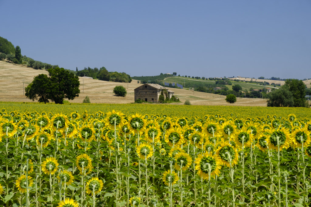 Summer landscape in Marches (Italy) near Montecassiano by Claudio G. Colombo on 500px.com