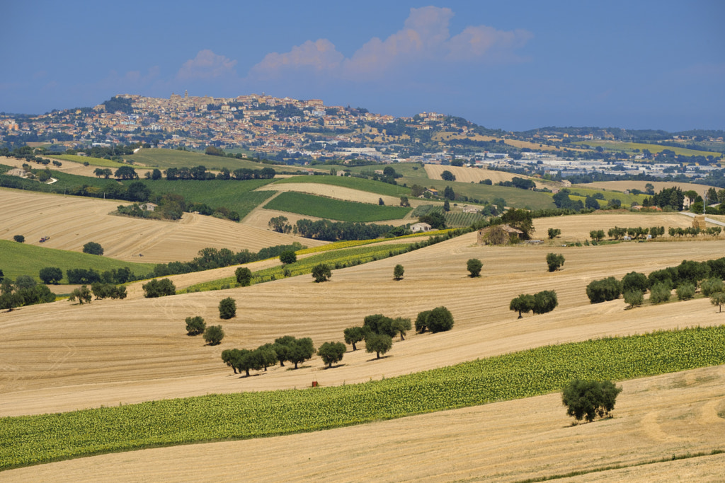 Summer landscape in Marches (Italy) near Montefano by Claudio G. Colombo on 500px.com