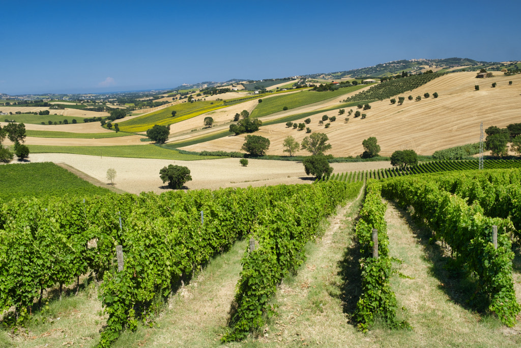 Summer landscape in Marches (Italy) near Montefano by Claudio G. Colombo on 500px.com