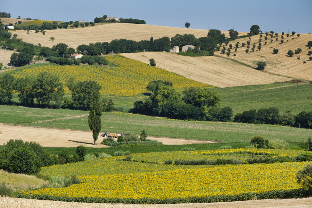 Rural landscape near Recanati (Italy) by Claudio G. Colombo on 500px.com