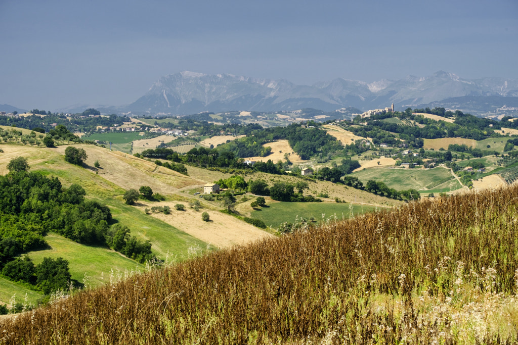 Summer landscape near Monterubbiano (Fermo, Marches) by Claudio G. Colombo on 500px.com