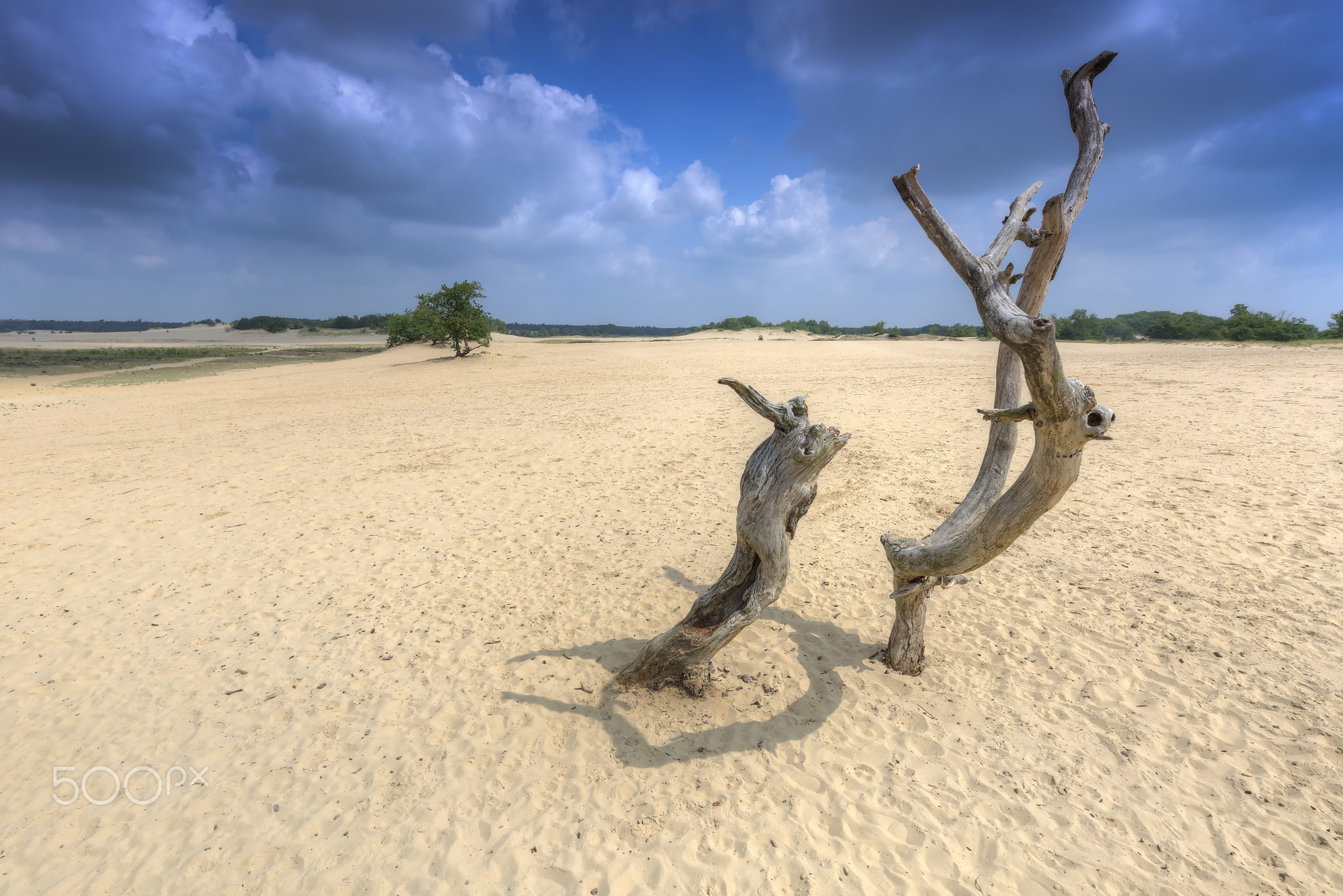 Loonse en Drunense Duinen