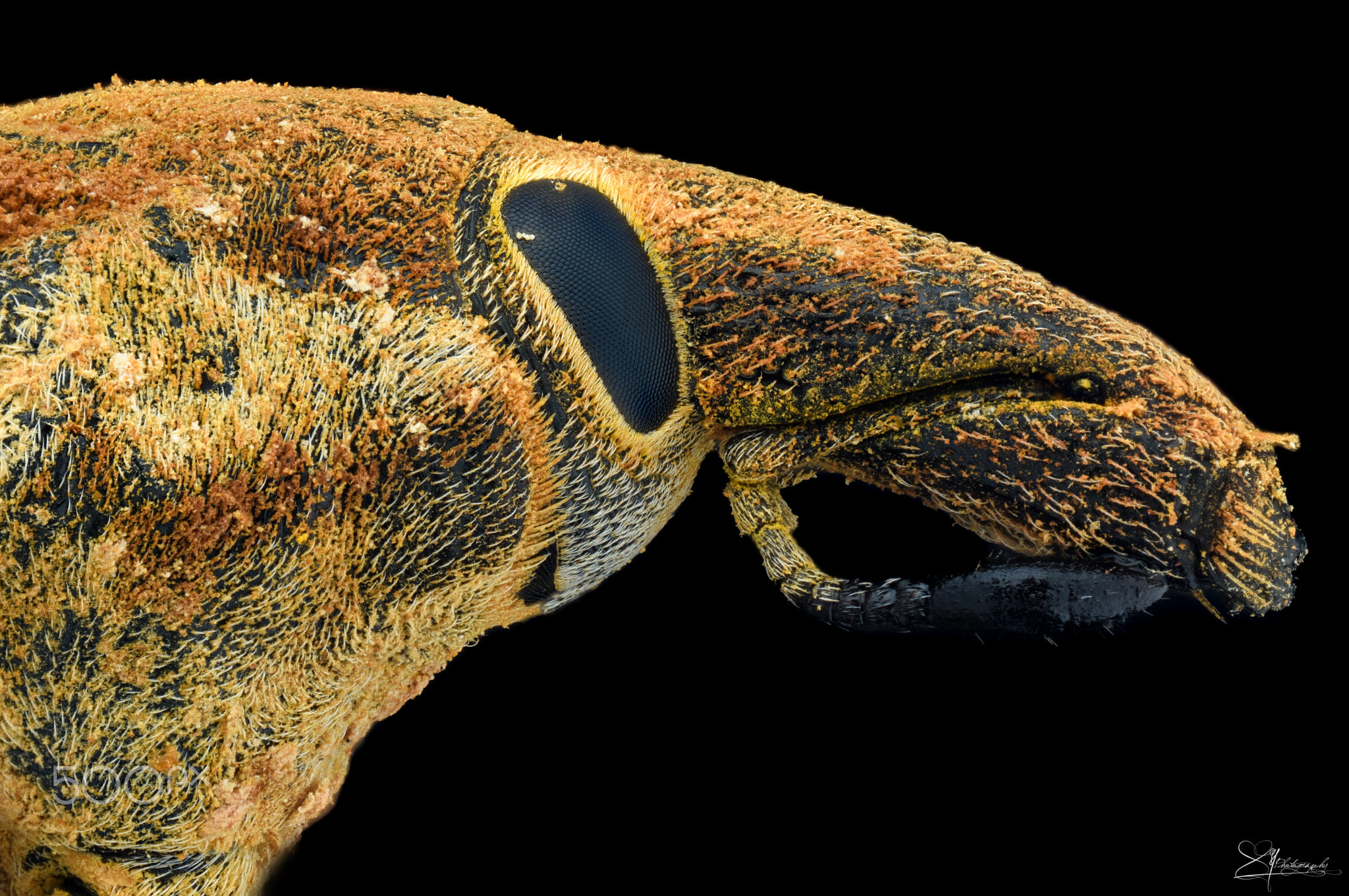 Yellow Weevil