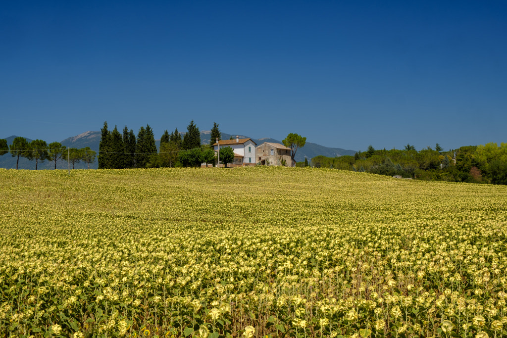 Typical farm in Umbria (Italy) at summer by Claudio G. Colombo on 500px.com