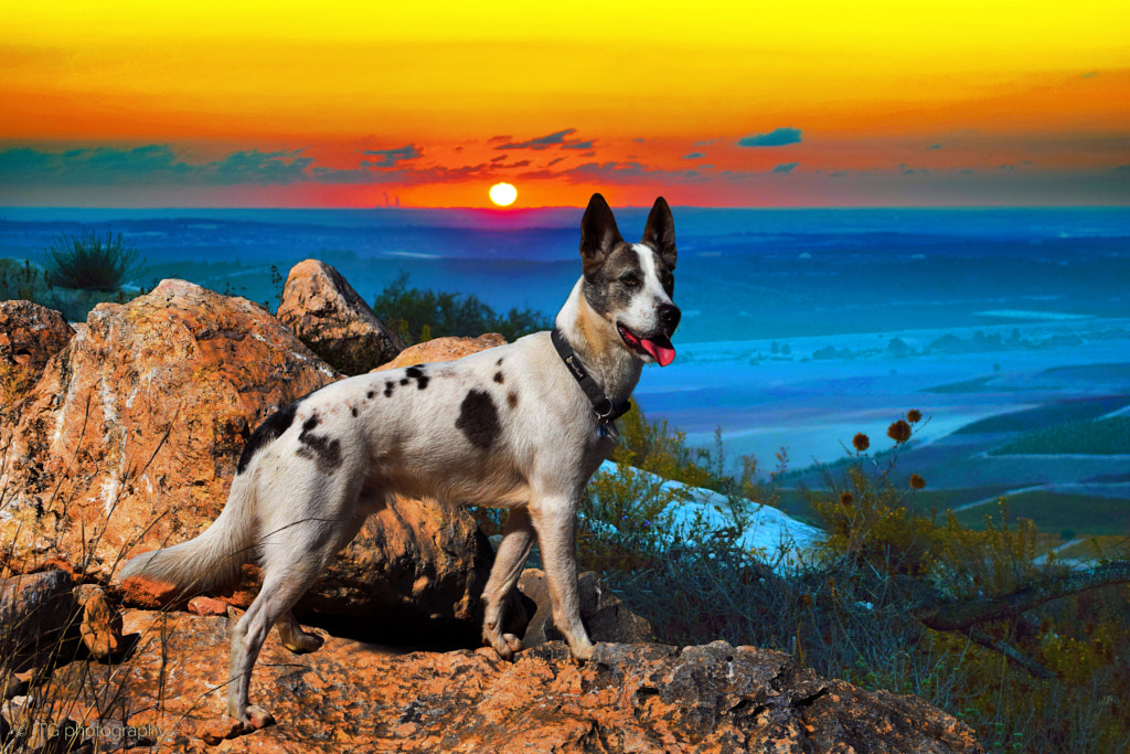 Dog at Sunset, автор — ITG photography на 500px.com