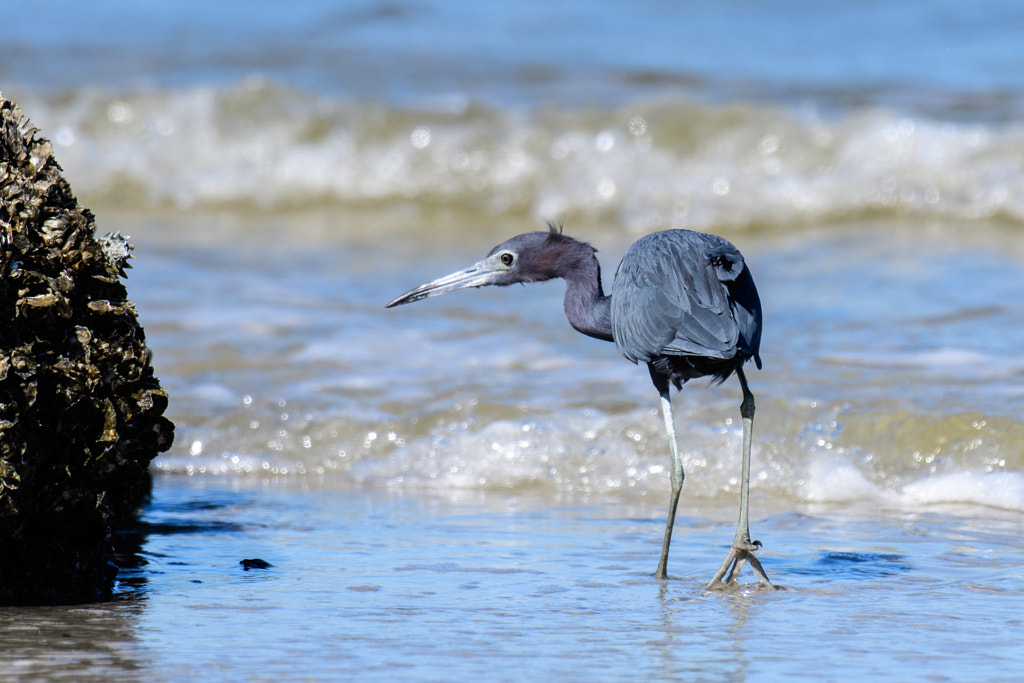 Little Blue Heron florida beach birds - Types of Beach Birds in Florida - birds of florida identification