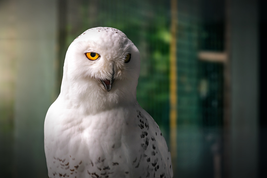 Snowy Owl by Wendy Blanchard on 500px.com