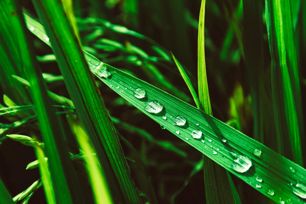 Nature Drop by L's  on 500px.com