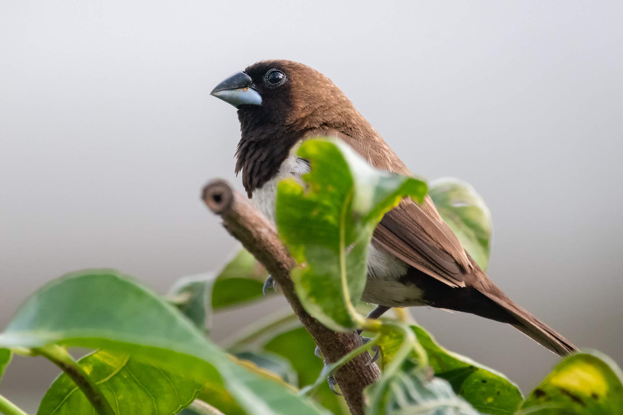 Javan Munia @ Telok Blangah