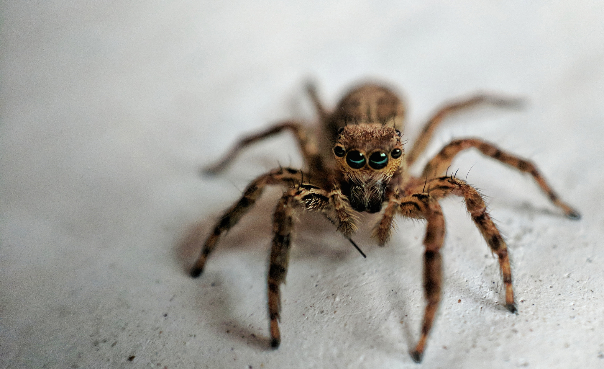 All six eyes to spy on you!