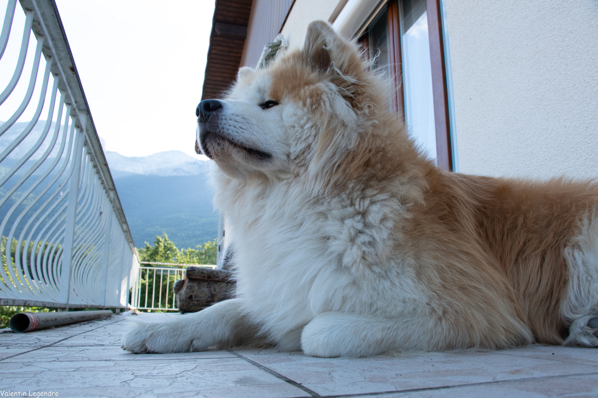 My Akita dog