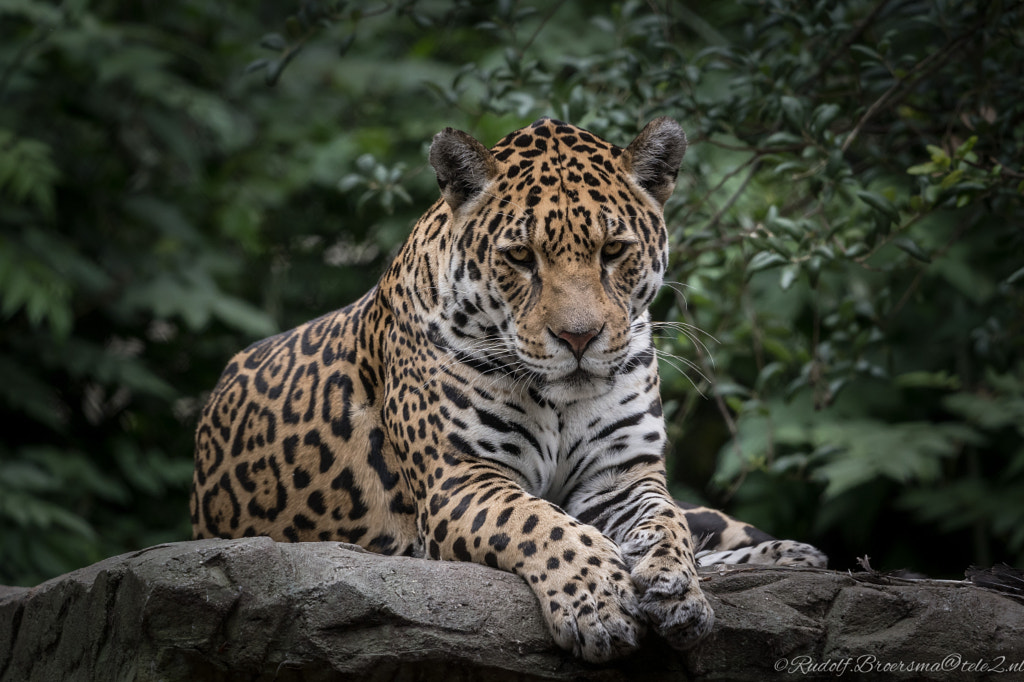luipaard-panthera-pardus-of-amsterdam-out-of-the-dark-by-ruud