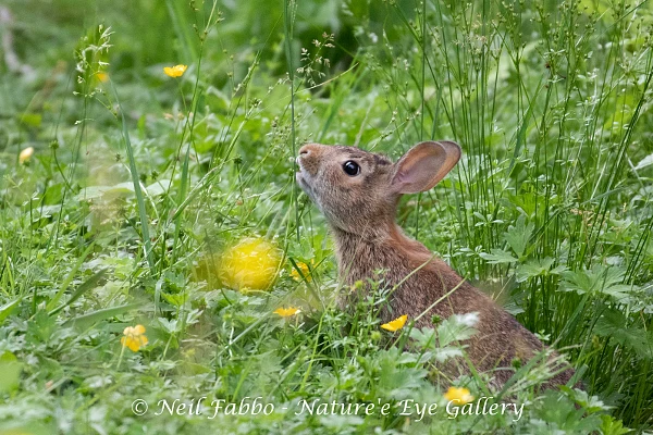 Nibbling Baby Cottontail Rabbit