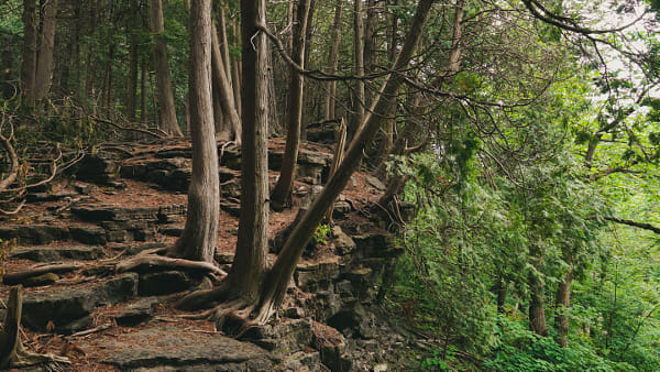 Woodland Cliff by Shawn Roy | 500px