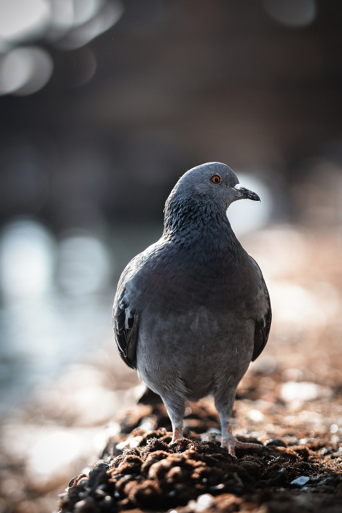 The Pigeon of Venice by Omar Abdel Samad on 500px.com