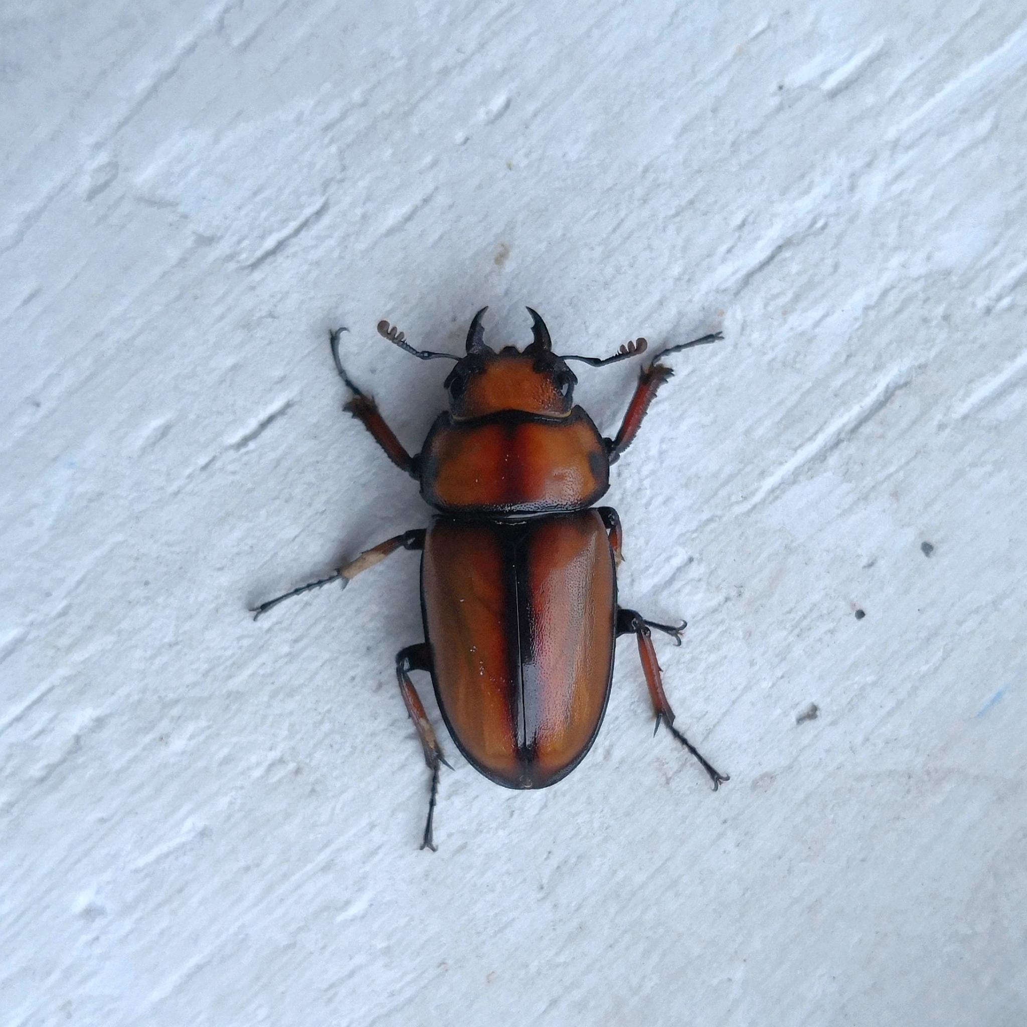 褐黄前锹甲 Prosopocoilus Astacoides Blanchard By 月光庭院 Sannia 500px