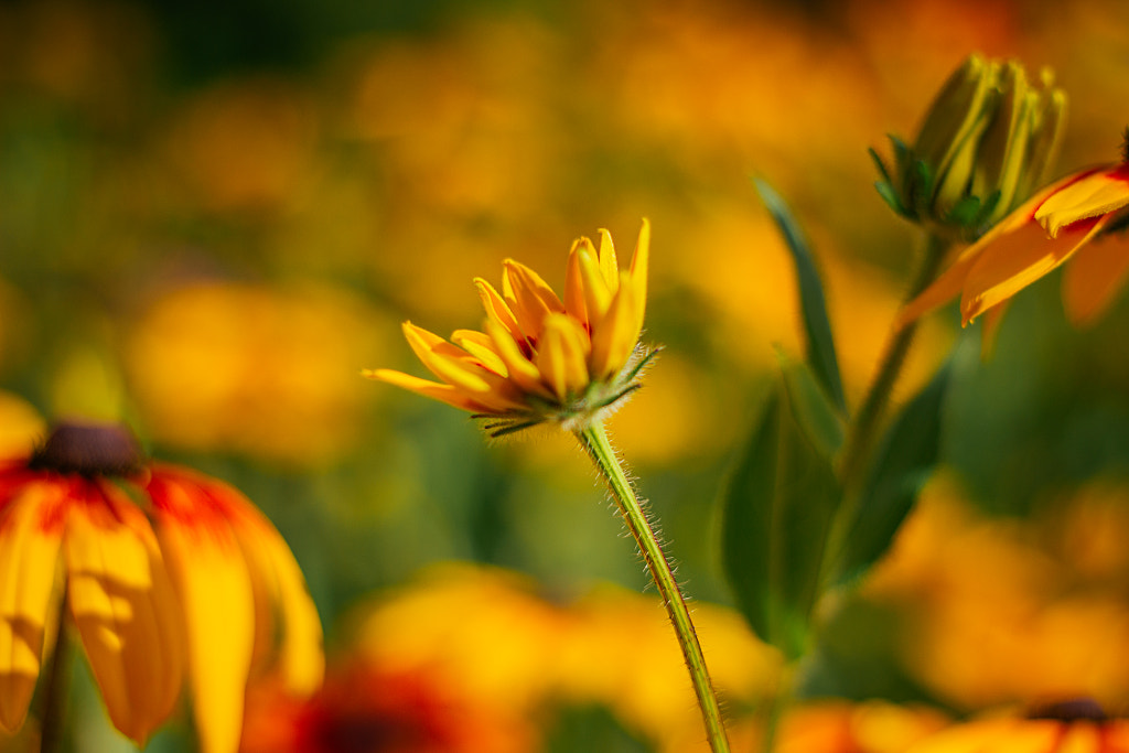 Yellow Coneflowers by Son of the Morning Light on 500px.com