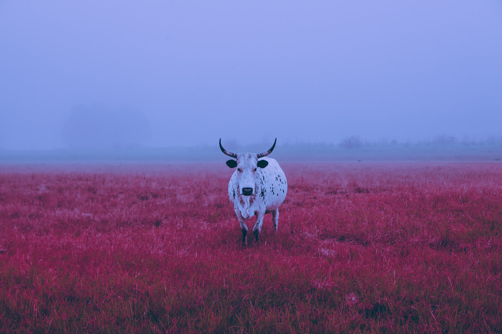 Morning Walks by Elsa on 500px.com