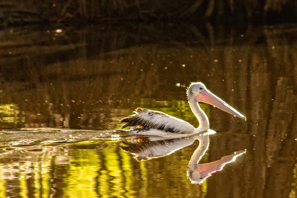 John George Walk Trail by Paul Amyes on 500px.com