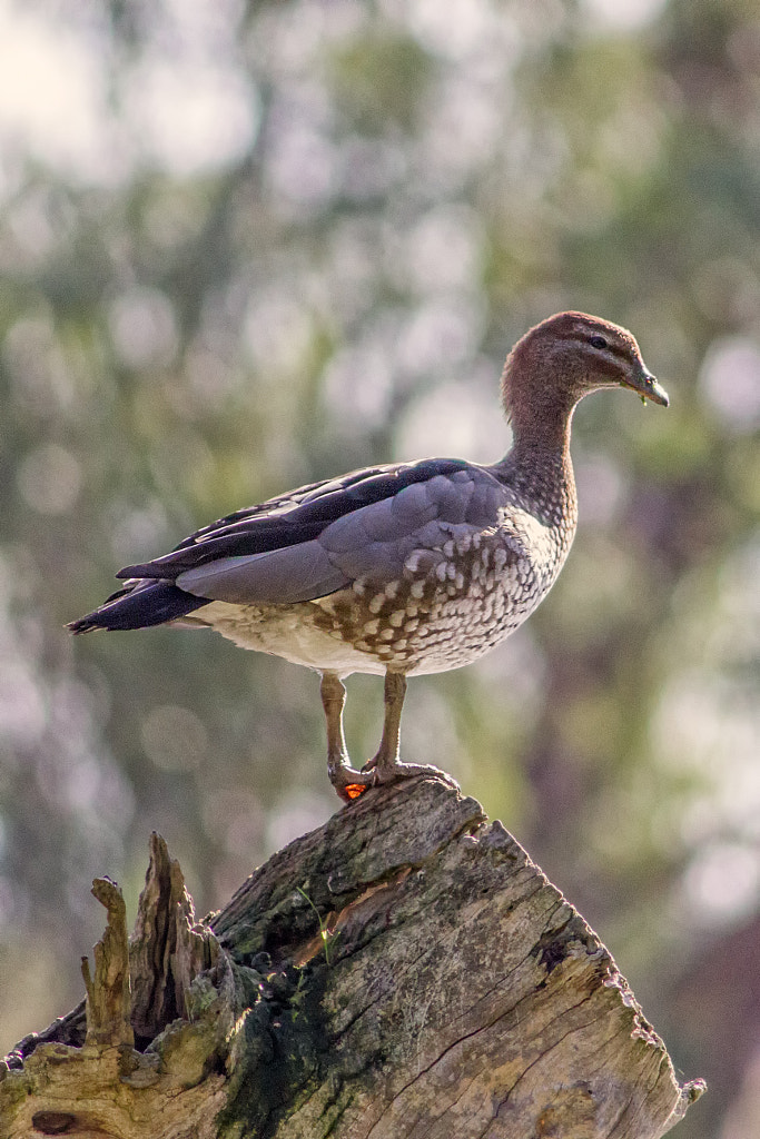 John George Walk Trail by Paul Amyes on 500px.com
