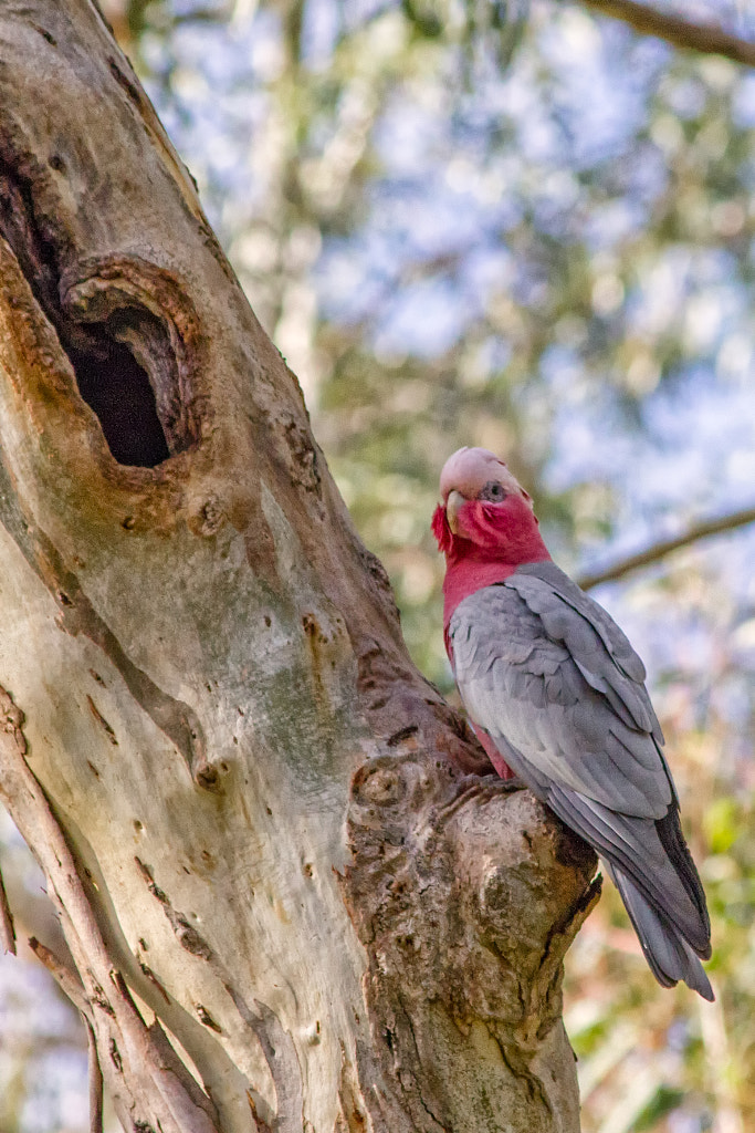 John George Walk Trail by Paul Amyes on 500px.com