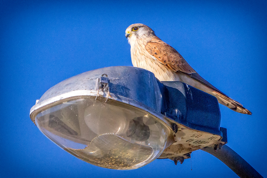 "I Like To Watch" by Paul Amyes on 500px.com