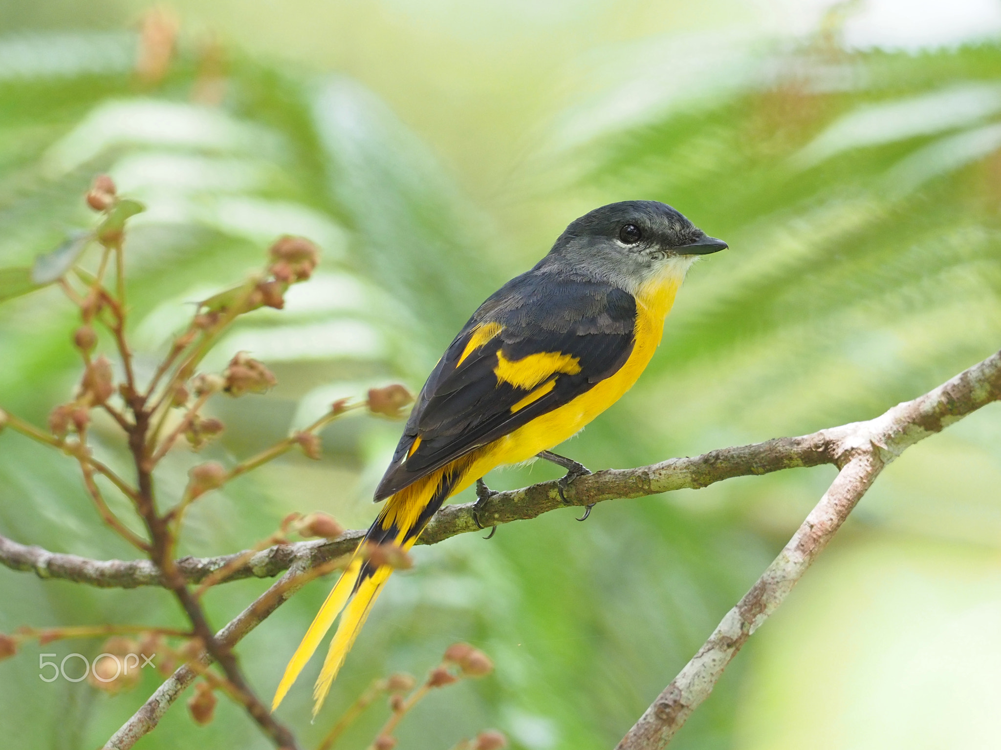 Grey-chinned Minivet