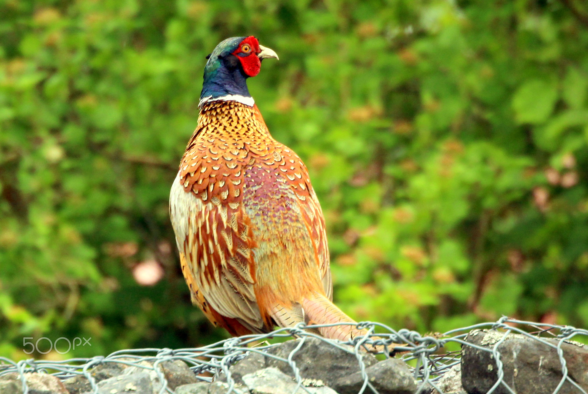 The pheasant on the stone fence.