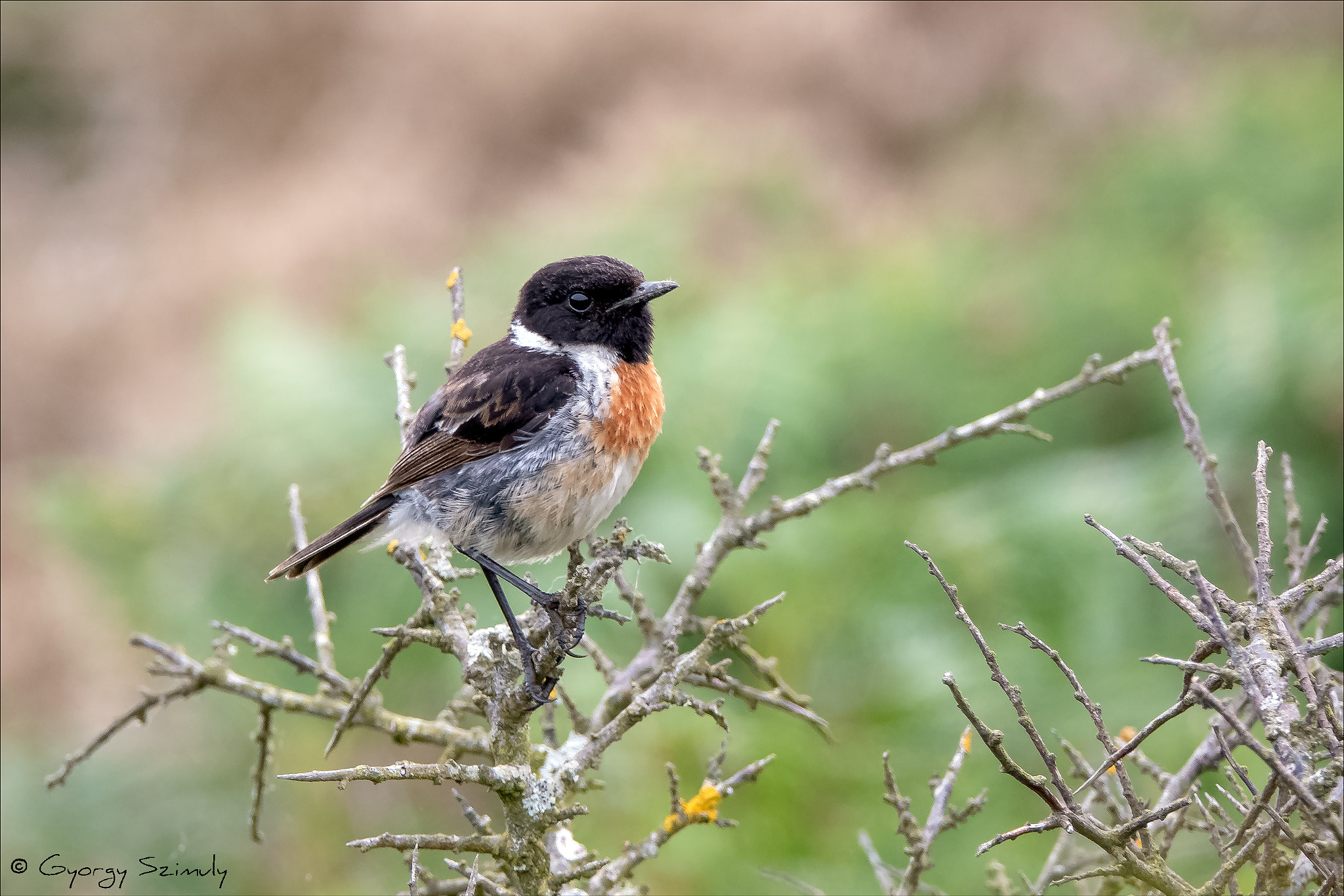 European Stonechat (Saxicola rubicola hibernans)