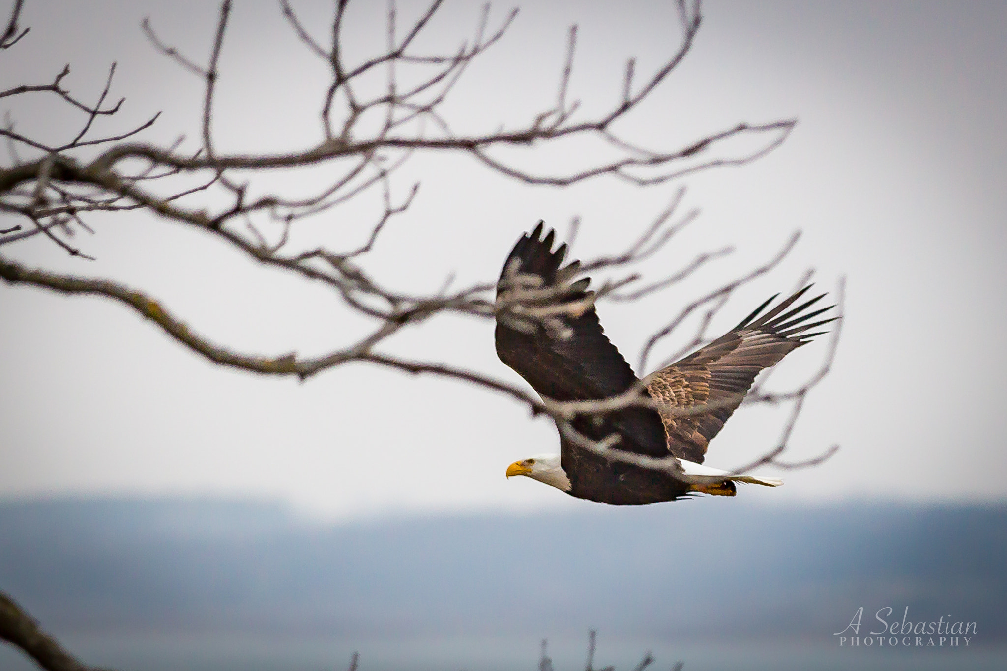 Eagle Soaring