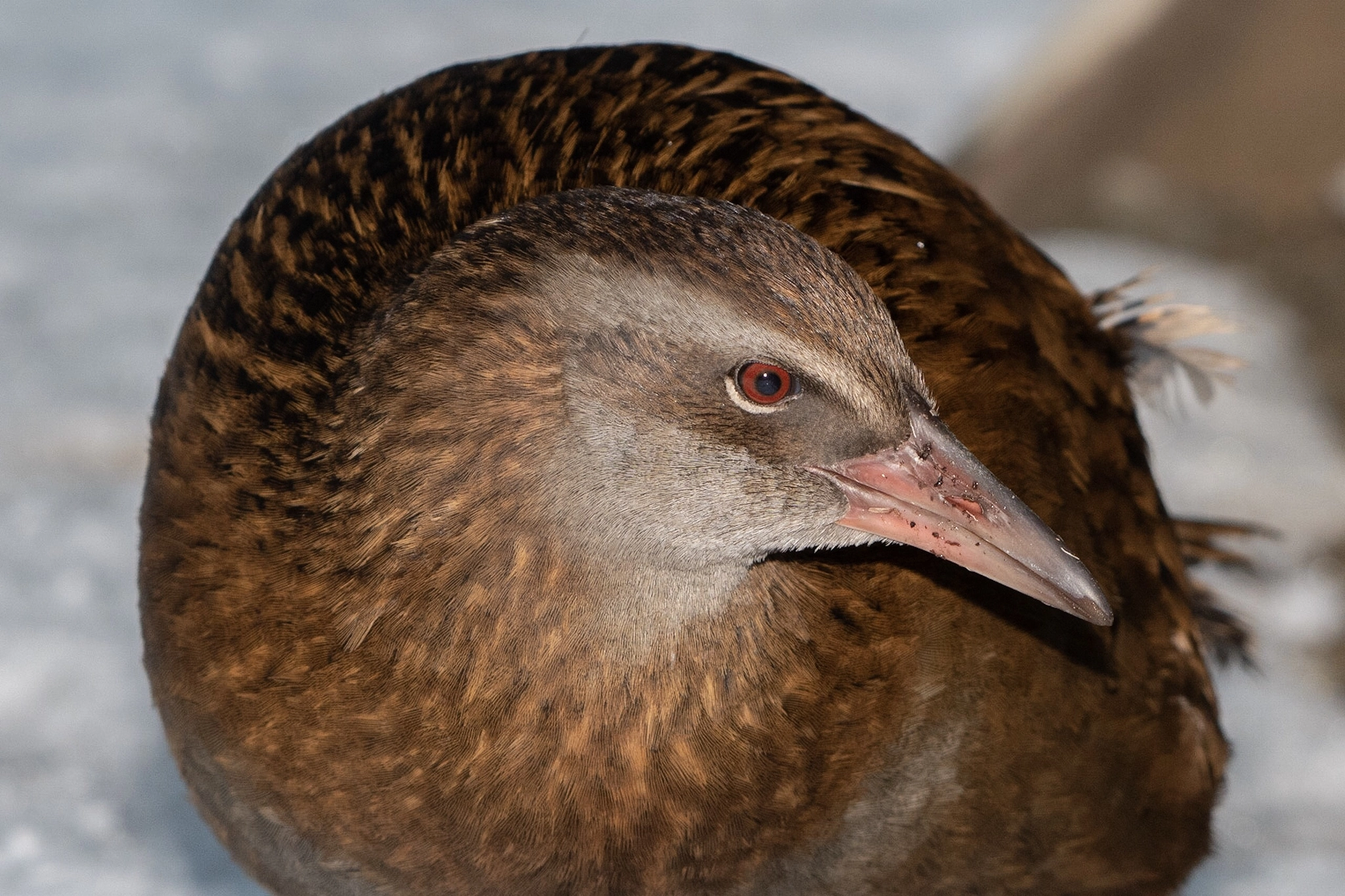 v2?sig=2d731c2f1e2c2cfb675d38e96678d9f6c82b0786d30aeca92daed0356975252e