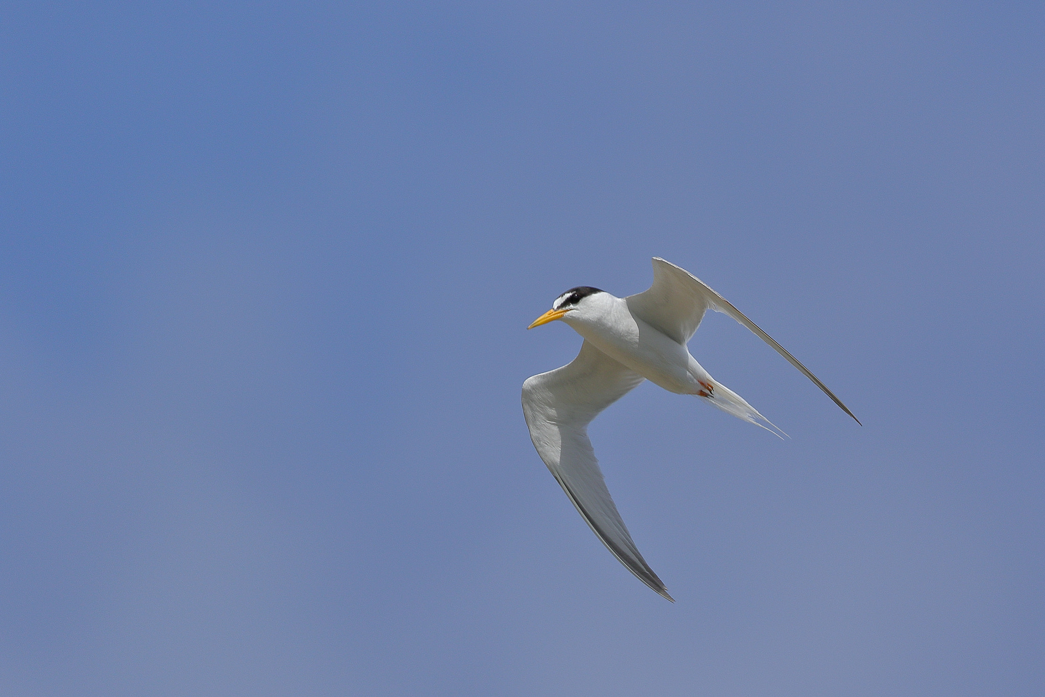 littletern in flight 8430