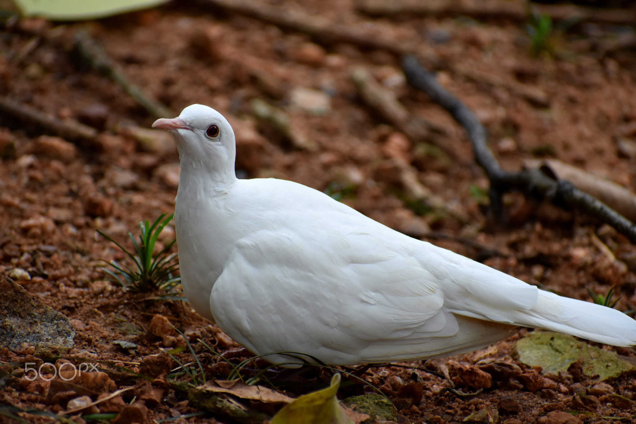 peaceful white dove