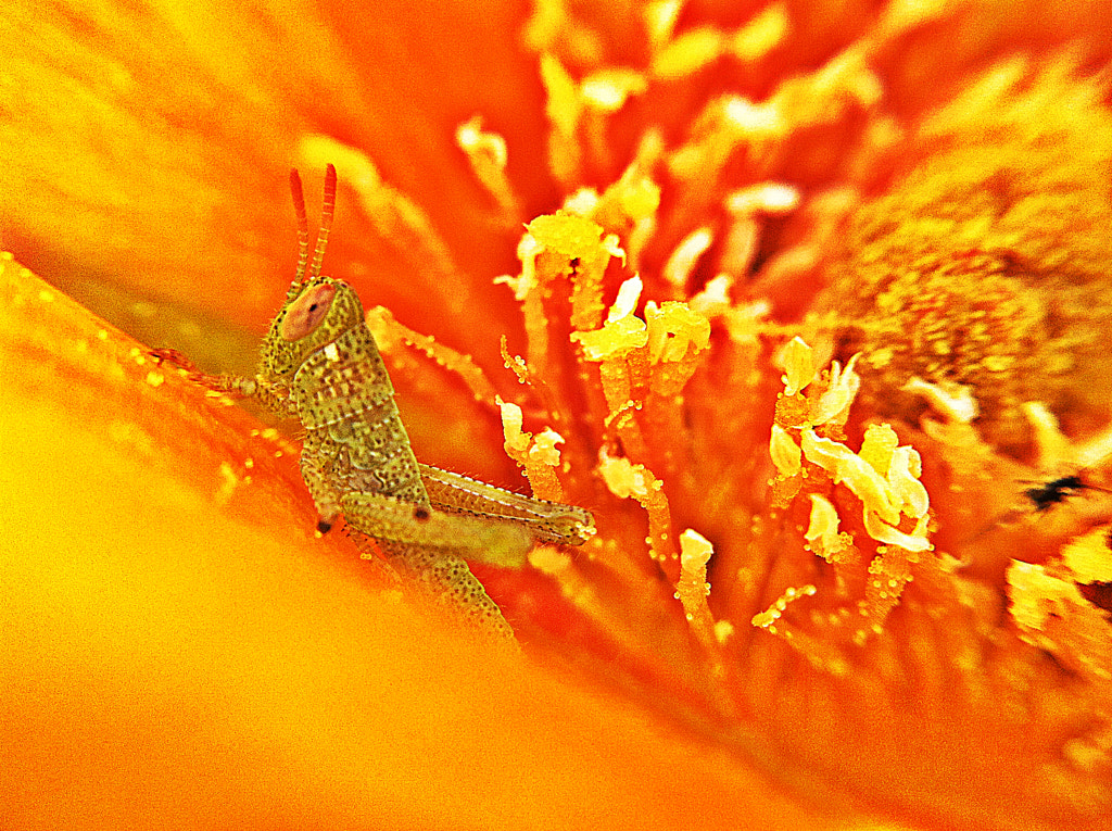 Grasshopper / Sautrelle de Onder SAHAN sur 500px.com