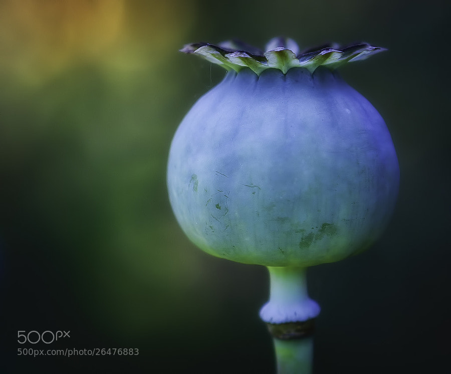 Photograph Portrait of a Poppy by Wim Bolsens on 500px