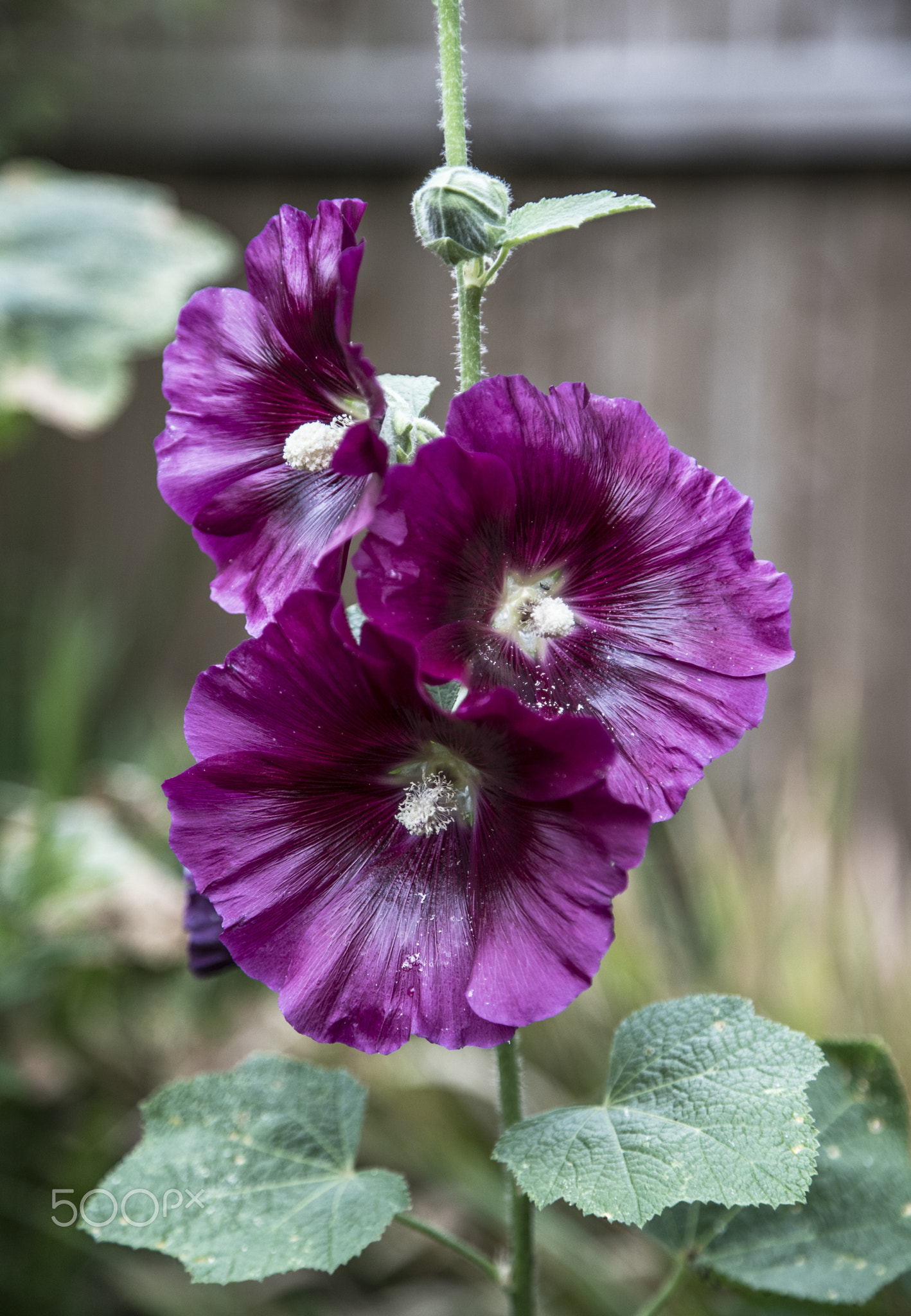 Flowers in the garden, Ely