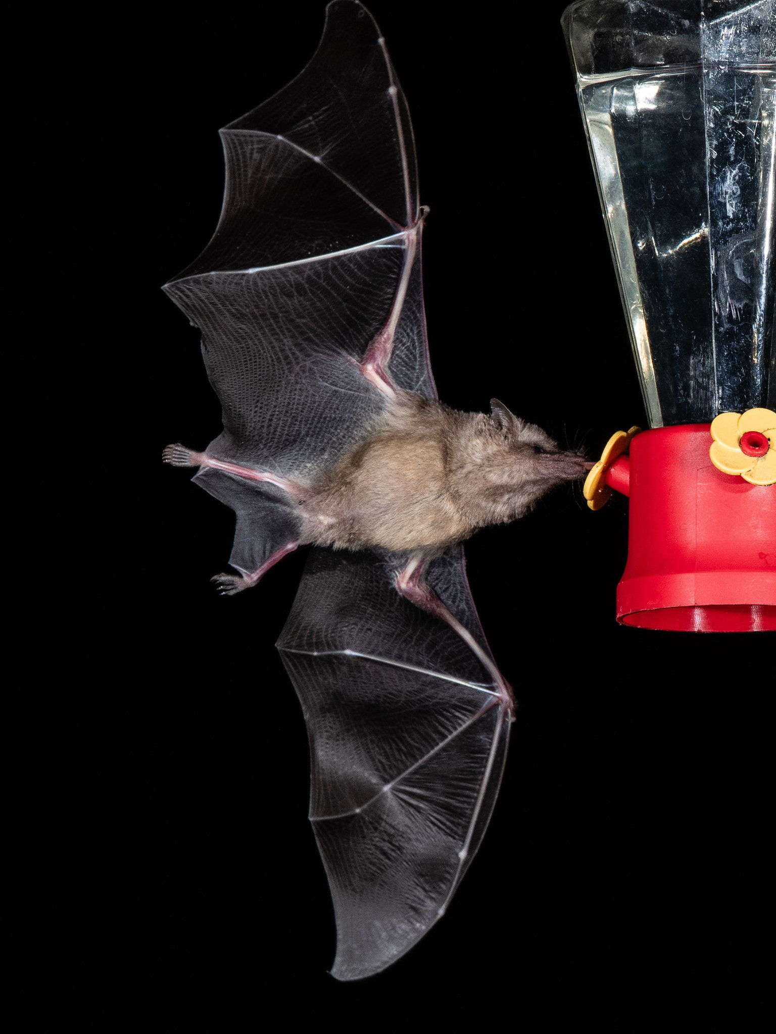 Mexican Long-tongued Bat