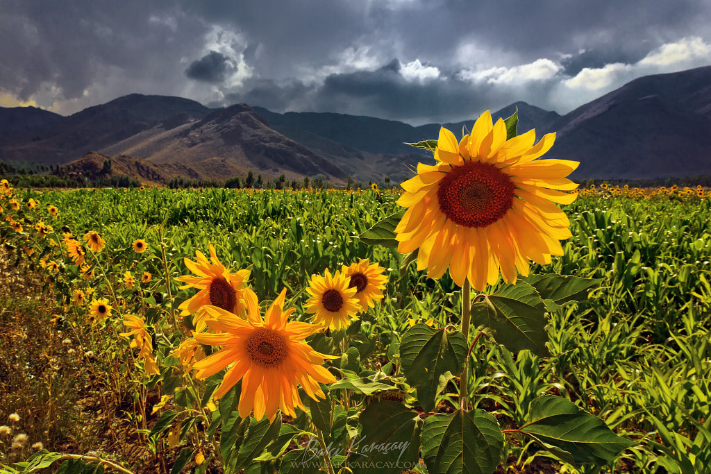 Sunflowers before heavy rain by Baki Karacay on 500px.com