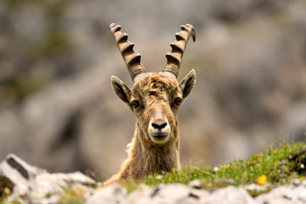 stambecco by Angelo Crippa on 500px.com